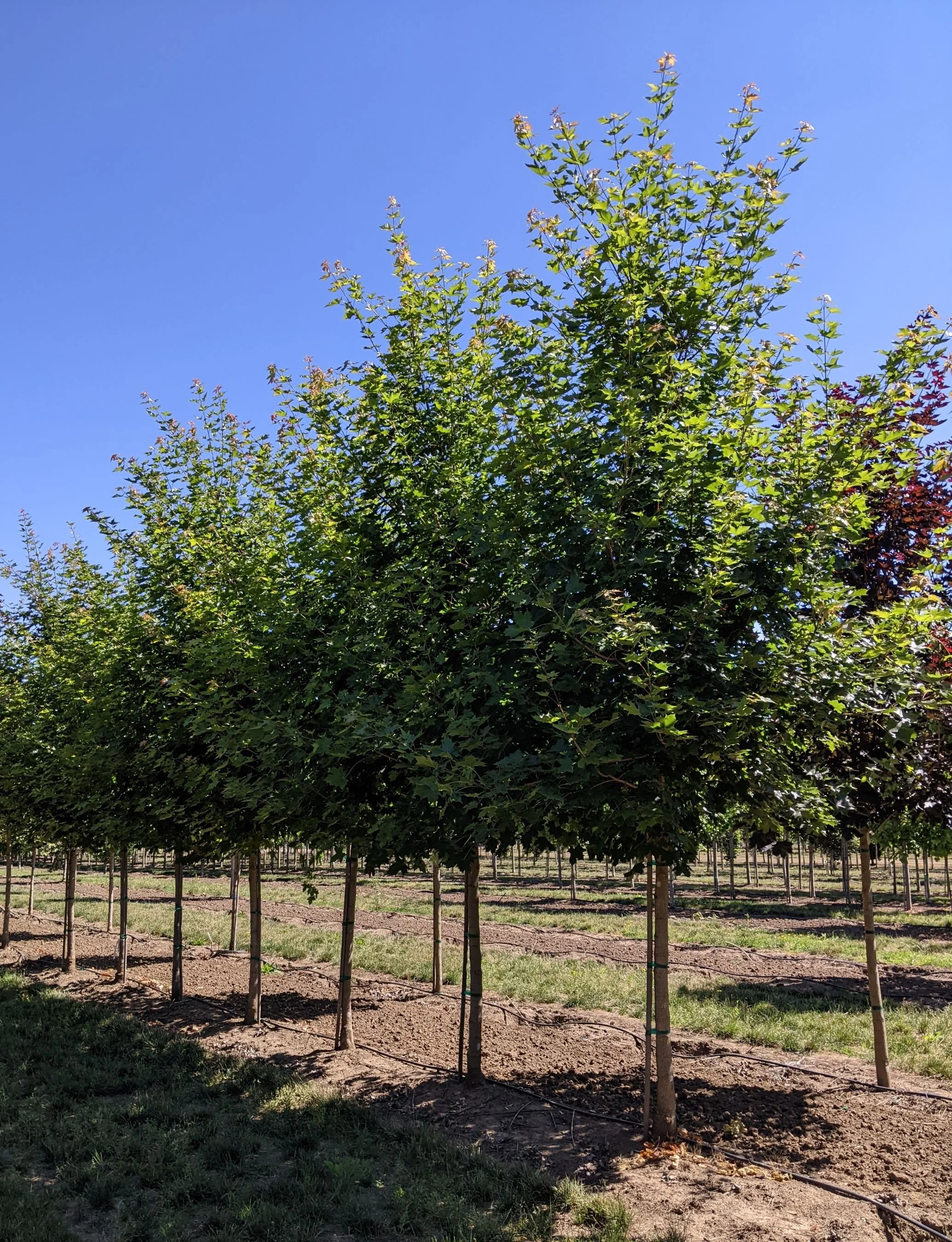 Acer+truncatum+Norwegian+